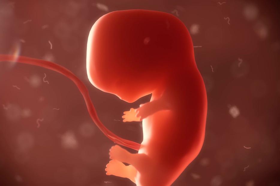 An unborn baby in the first trimester. An unborn baby in the first trimester.