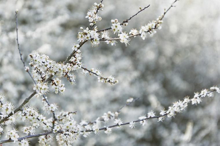 Blackthorn Blackthorn