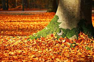 Tree Moss Tree Moss