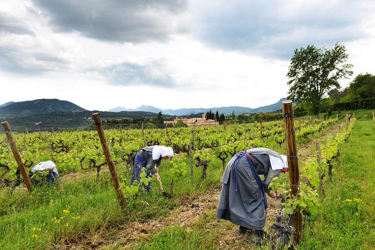 Three nuns of the Abbey of Our Lady of the Annunciation in Le Barroux work in their vineyard. Three nuns of the Abbey of Our Lady of the Annunciation in Le Barroux work in their vineyard.