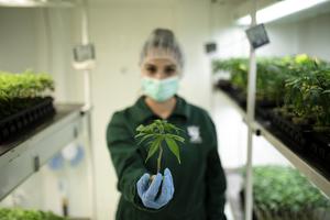 PHOTO: A worker holds a young cannabis clone plant inside the cloning room in this photo taken at the NYSK Holdings cannabis growing facility in Skopje, North Macedonia, on Aug. 15, 2019.