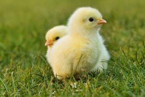 Chicks Chicks