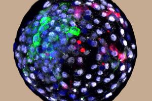 A human-monkey chimeric blastocyst. Credit: Weizhi Ji/Kunming University of Science and Technology. A human-monkey chimeric blastocyst. Credit: Weizhi Ji/Kunming University of Science and Technology.