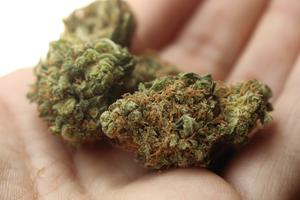 Marijuana Marijuana