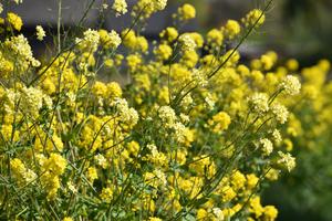 The second parable is about the famous mustard seed. The second parable is about the famous mustard seed.