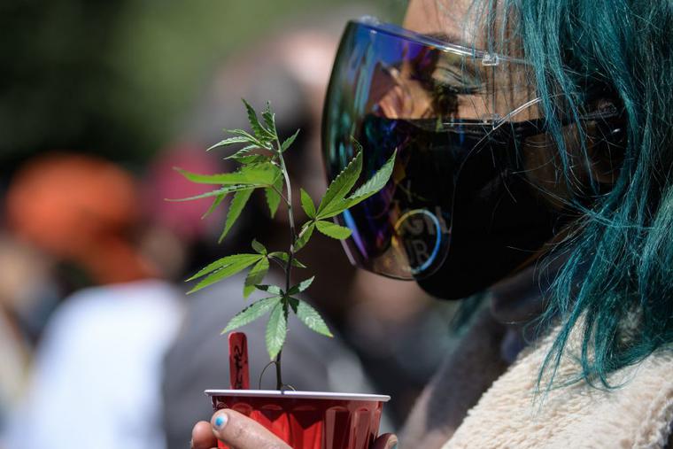 An activist holds a marijuana plant during the NYC Cannabis Parade & Rally in support of the legalization of marijuana for recreational and medical use, on May 1, 2021 in New York City. An activist holds a marijuana plant during the NYC Cannabis Parade & Rally in support of the legalization of marijuana for recreational and medical use, on May 1, 2021 in New York City.