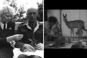 A new documentary tells the story of Jan and Antonina Żabiński, who saved Jewish lives during World War II by hiding people among the animals at the Warsaw Zoo. A new documentary tells the story of Jan and Antonina Żabiński, who saved Jewish lives during World War II by hiding people among the animals at the Warsaw Zoo.