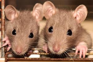 Rodents Rodents