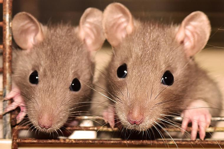 Rodents Rodents