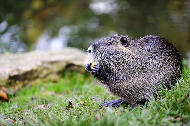 Muskrat Muskrat