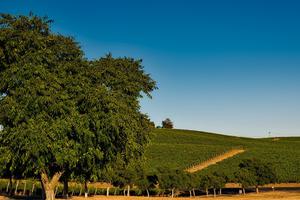 California Vineyard Photo California Vineyard Photo