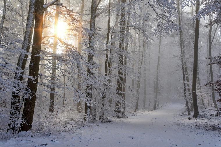 Winter Forest Photo Winter Forest Photo