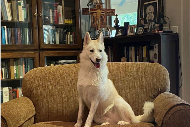 Bishop Flores and the Theology of Pets