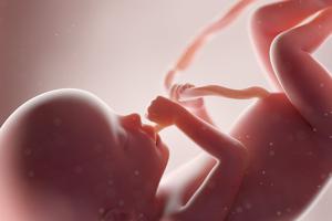 A 3D-rendered medical illustration of a child at 20 weeks gestation