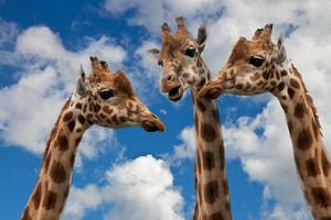 Giraffes Photo