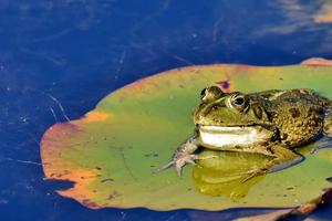 Frog Photo