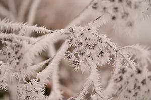 Ice Ice