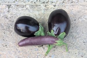 <p>Eggplant</p>