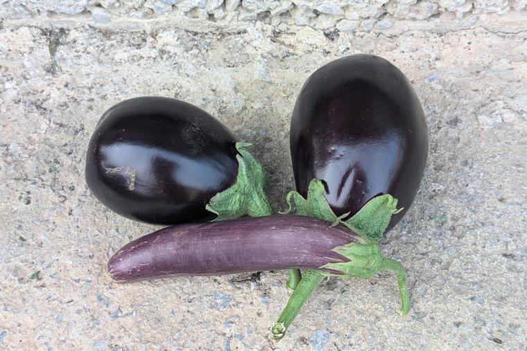 <p>Eggplant</p>