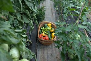 <p>Bucket full of fresh produce</p>