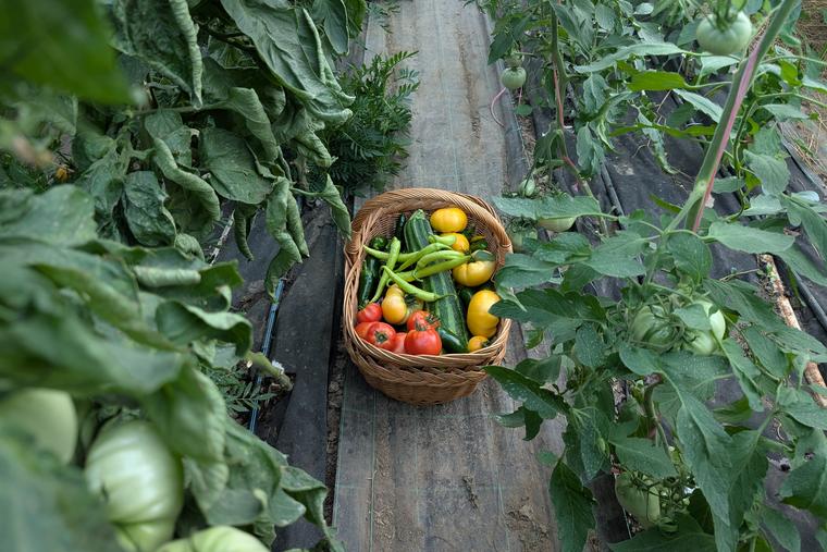 <p>Bucket full of fresh produce</p>