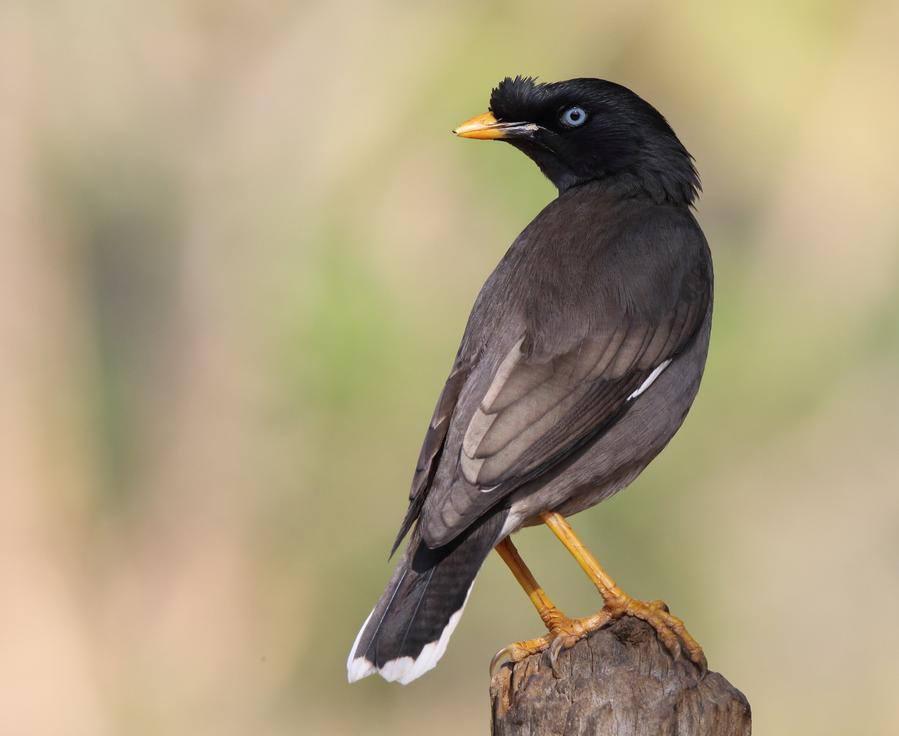 Kathmandu's silent spring