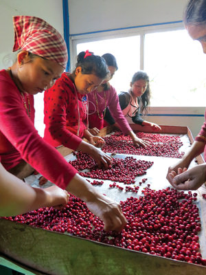 Riding coffee’s Third Wave