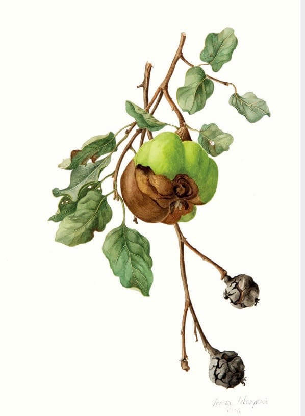 A Miracle in Manhattan