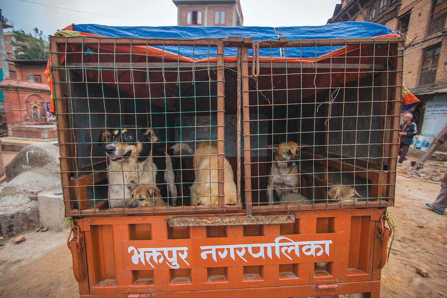 Bhaktapur's dog catchers
