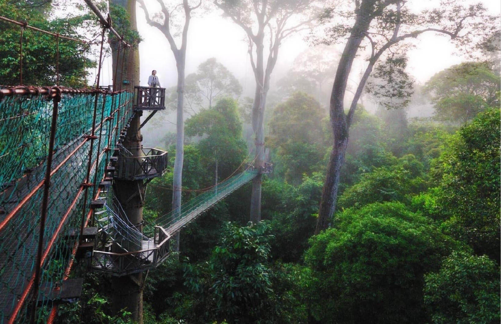 Recreating Tiger Tops in the tropics