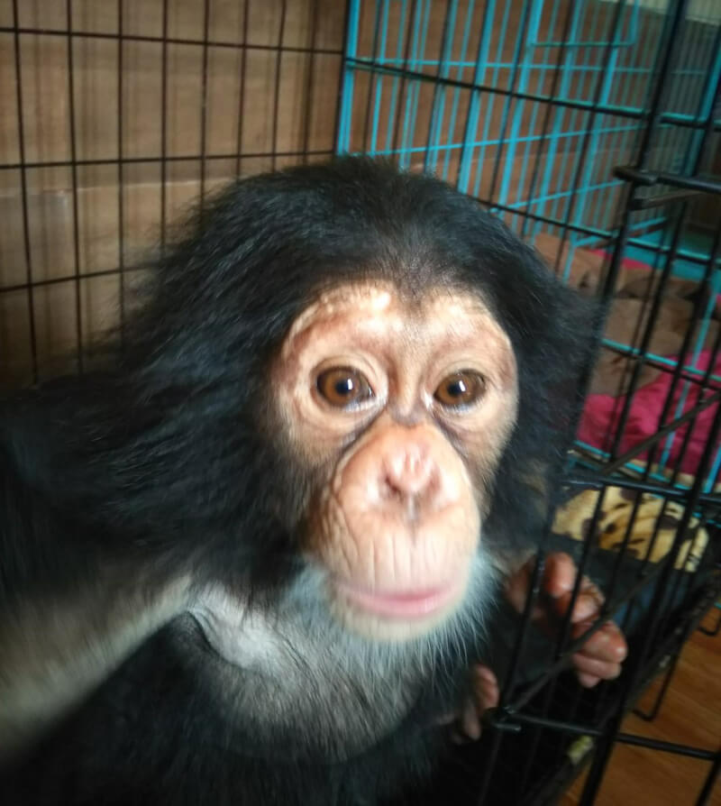 Smuggled chimps wait it out in Kathmandu