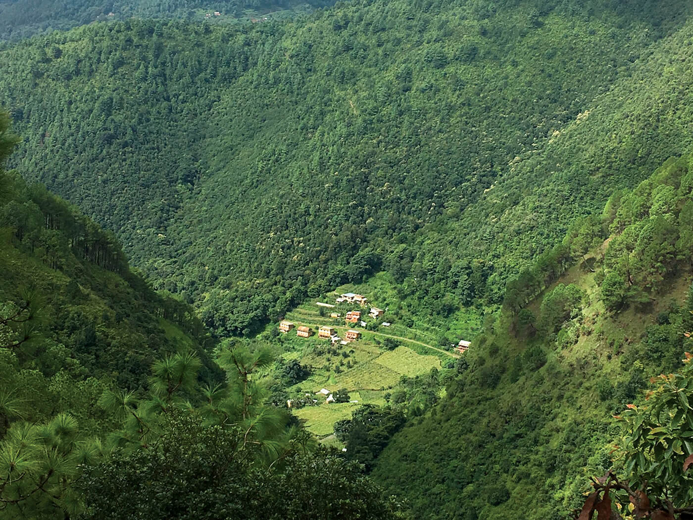 Who now owns Nepal's forests?