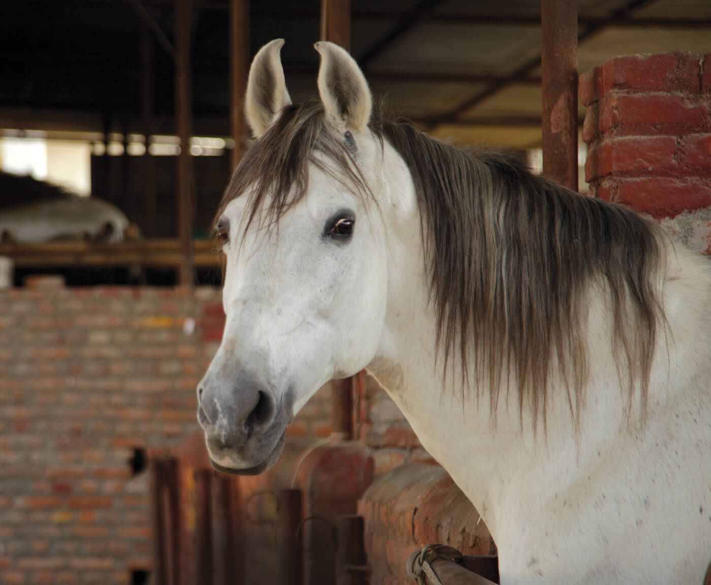Developing a horse sense in Kathmandu