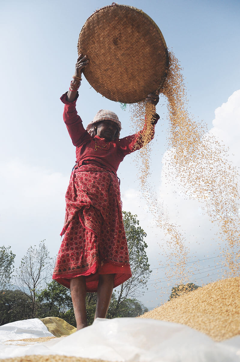 Nepal's rice economy