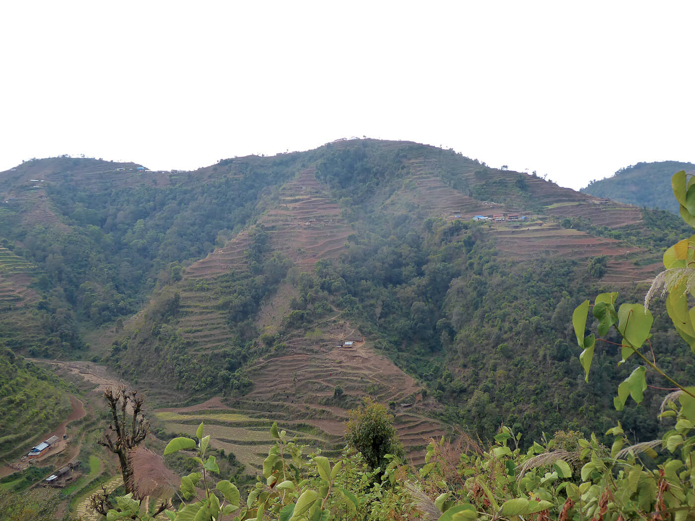 Protecting the last home of the Spiny Babbler