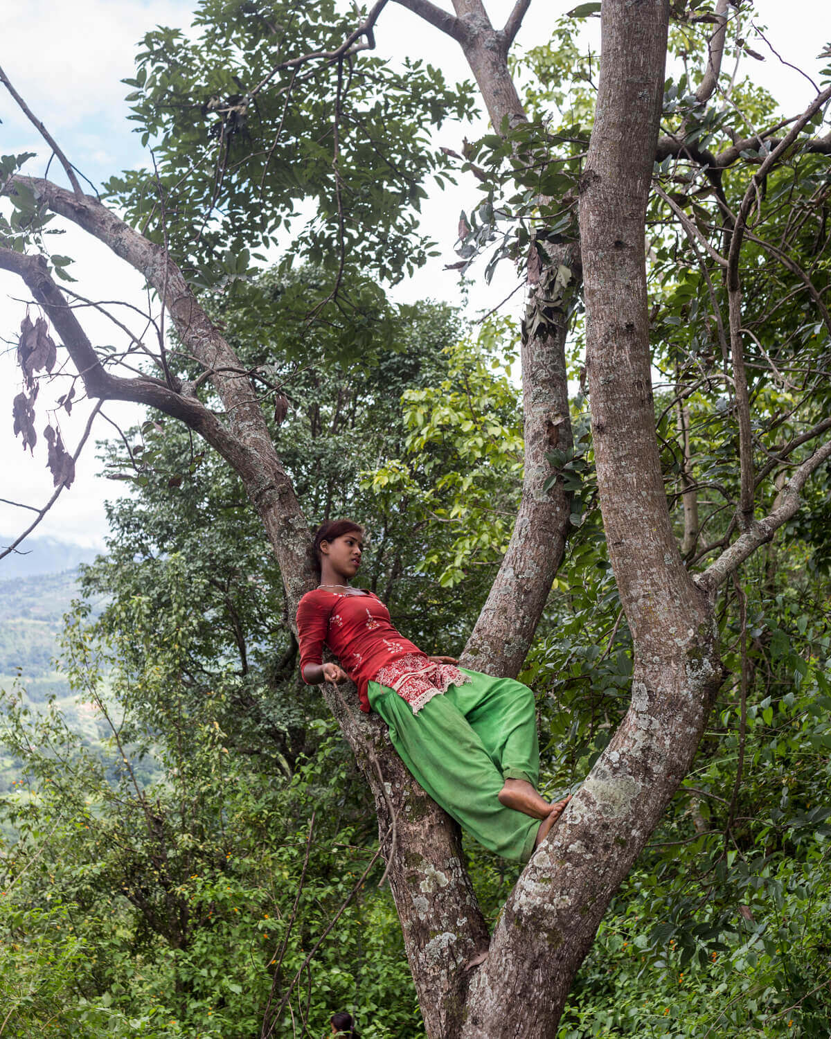 Their songs from the forest