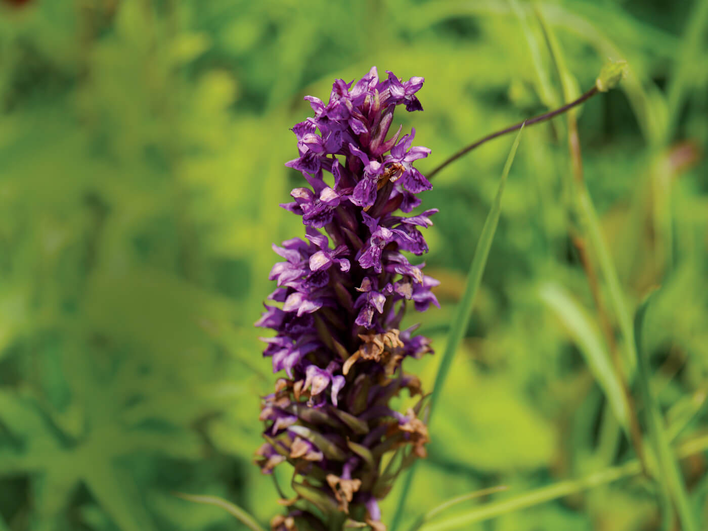 Between existence and extinction in Nepal