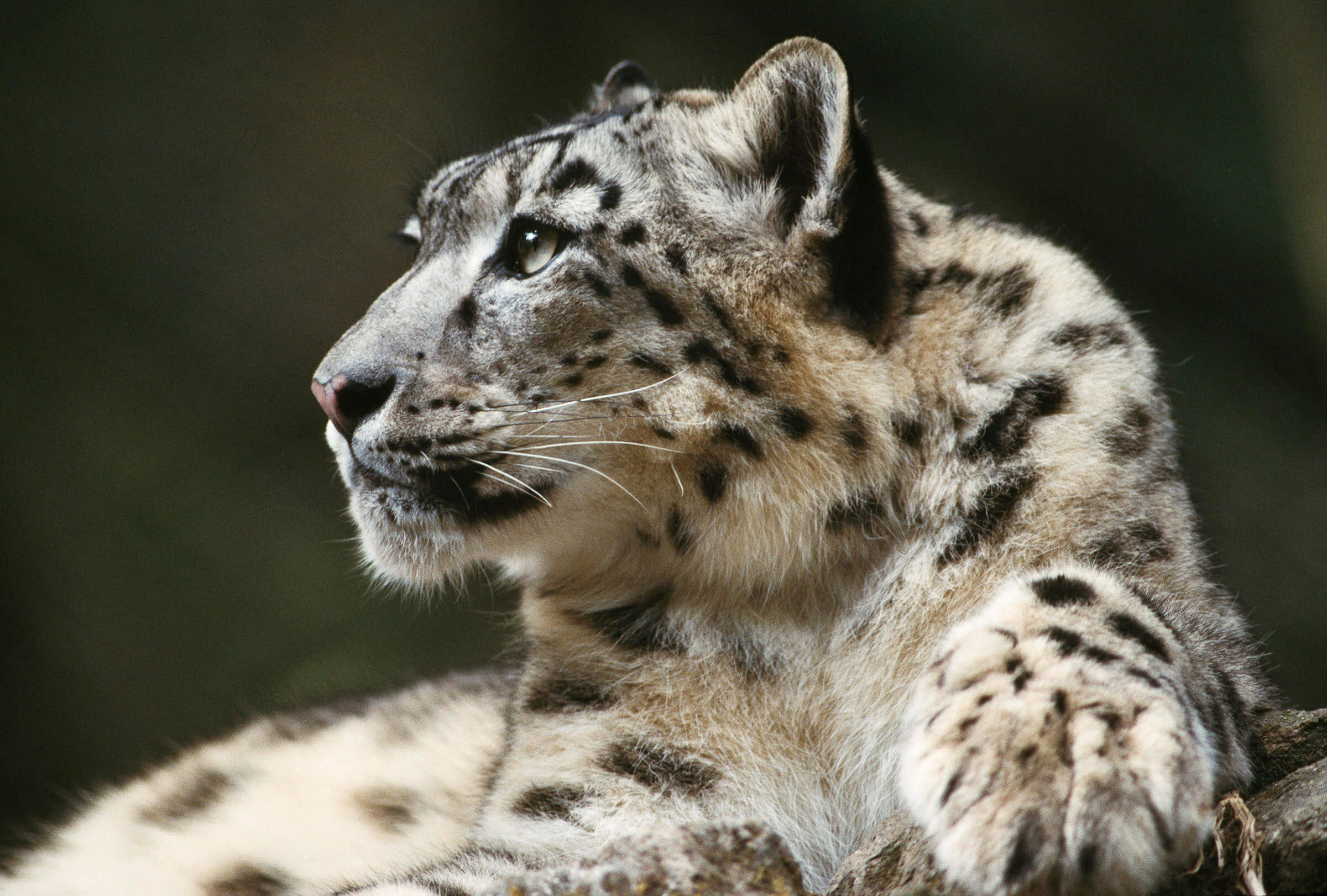 Ever gone wildlife trekking in Nepal?