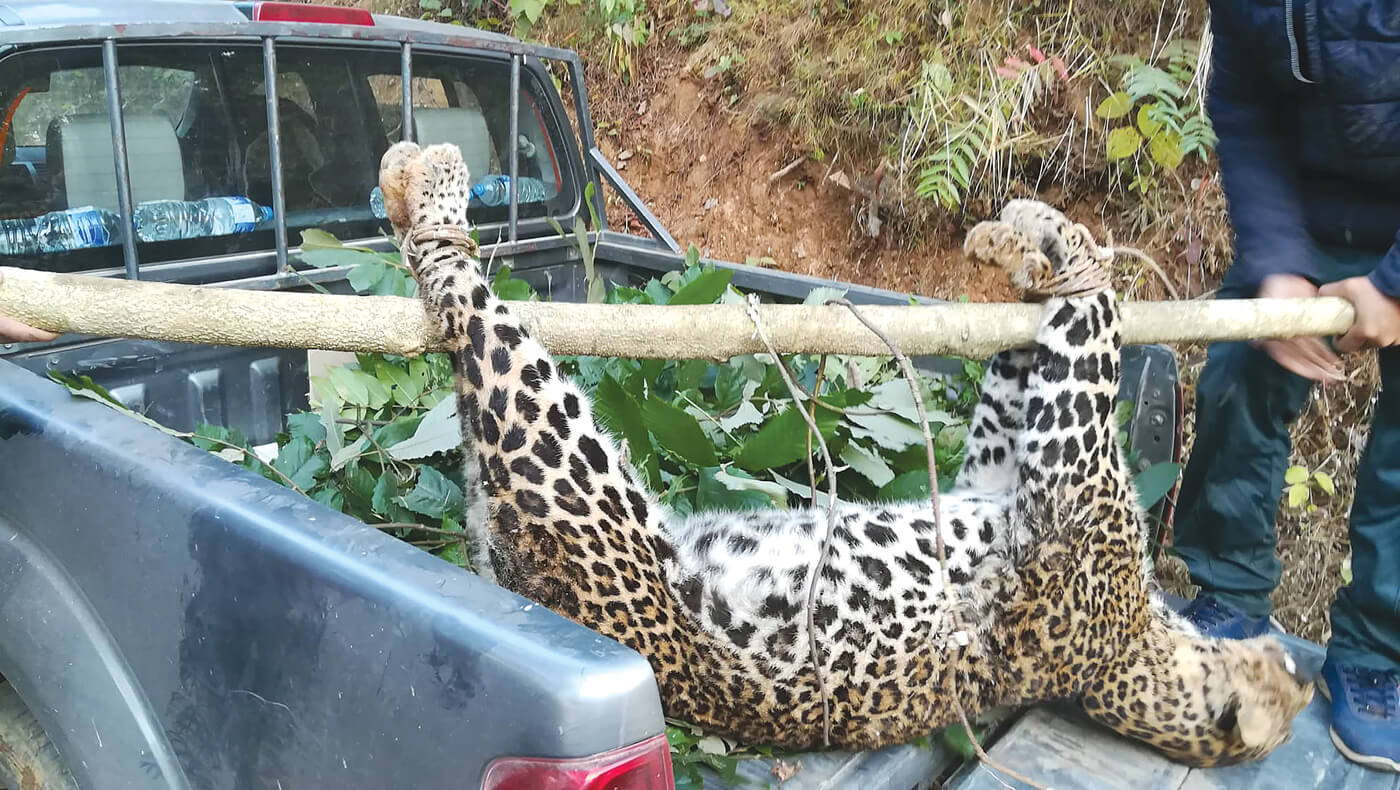 Is wildlife conservation a victim of its own success in Nepal?