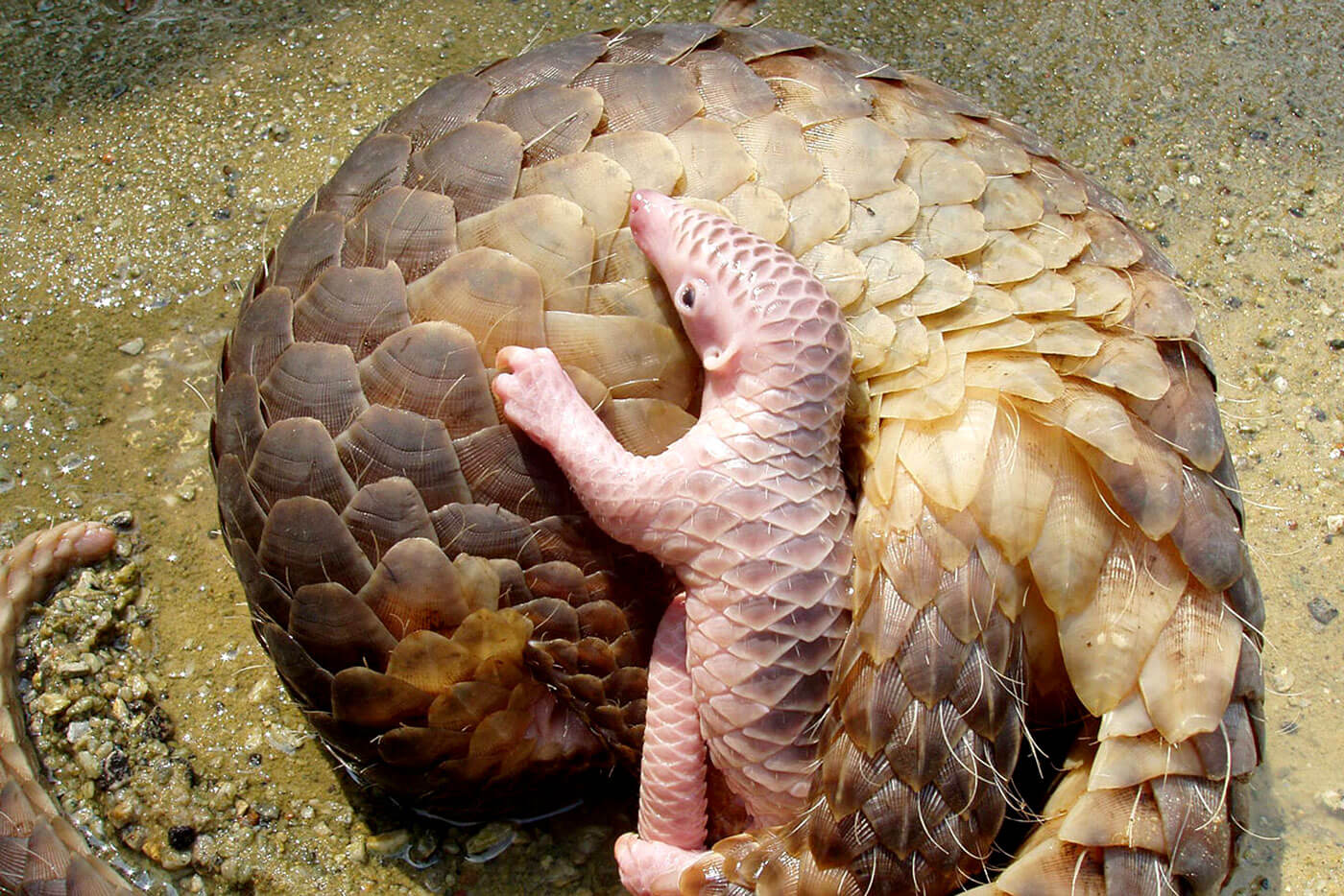 The routes for the world’s most trafficked mammal