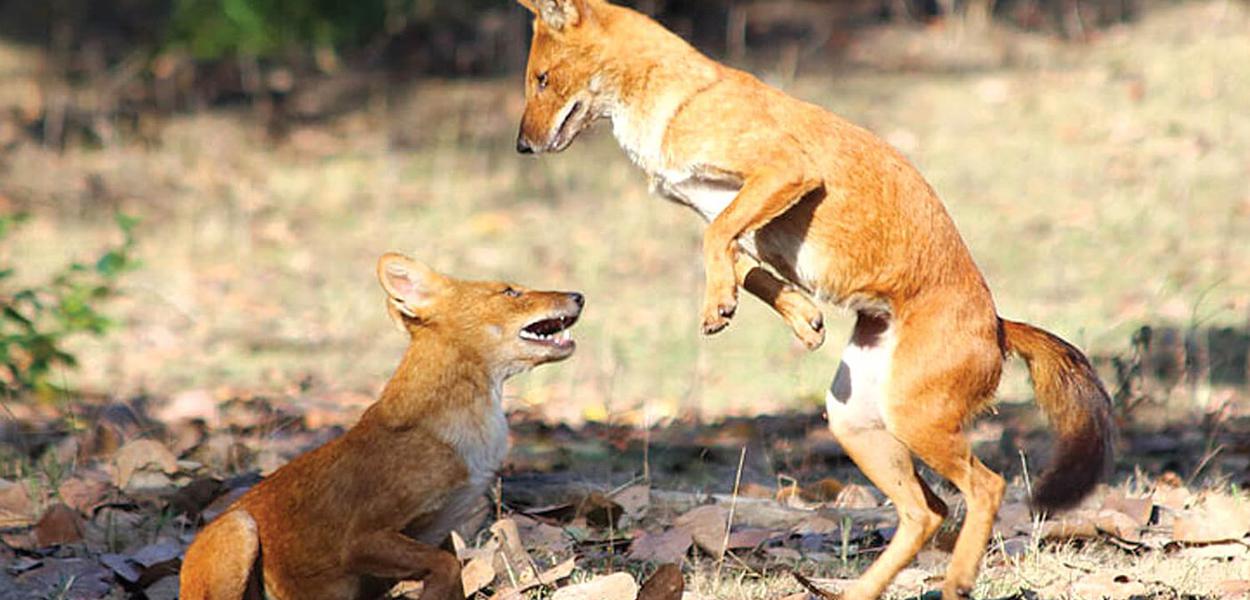 Saving Nepal’s last wild dogs Nepali Times