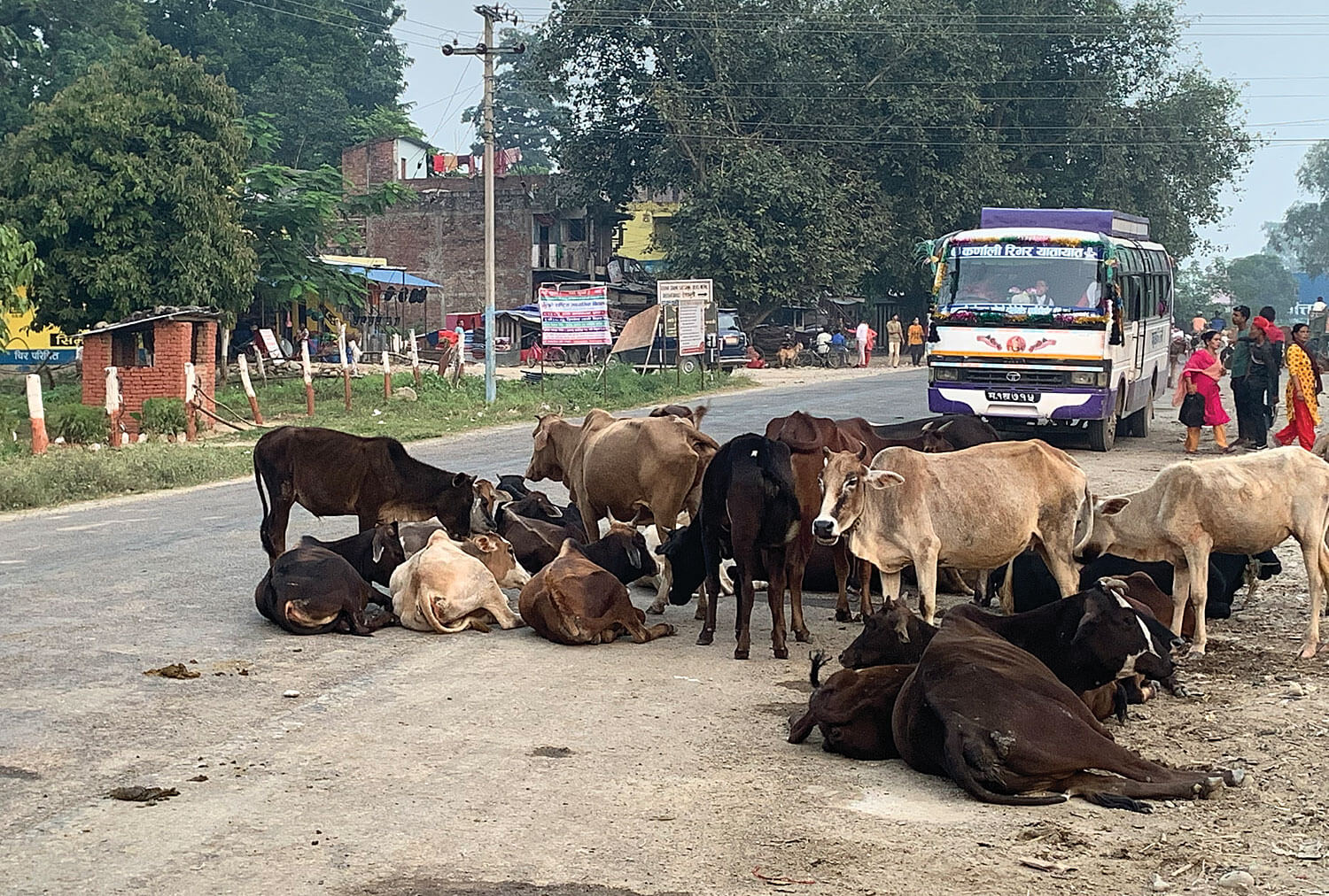 Waiting till the cows come home