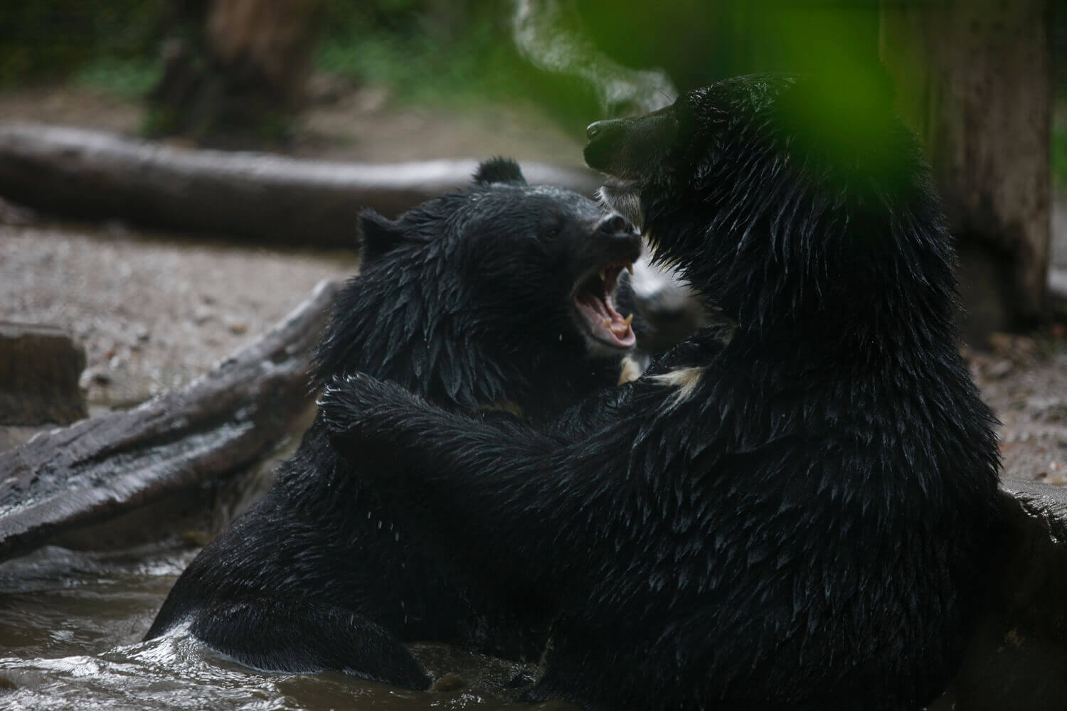 It’s a zoo out there