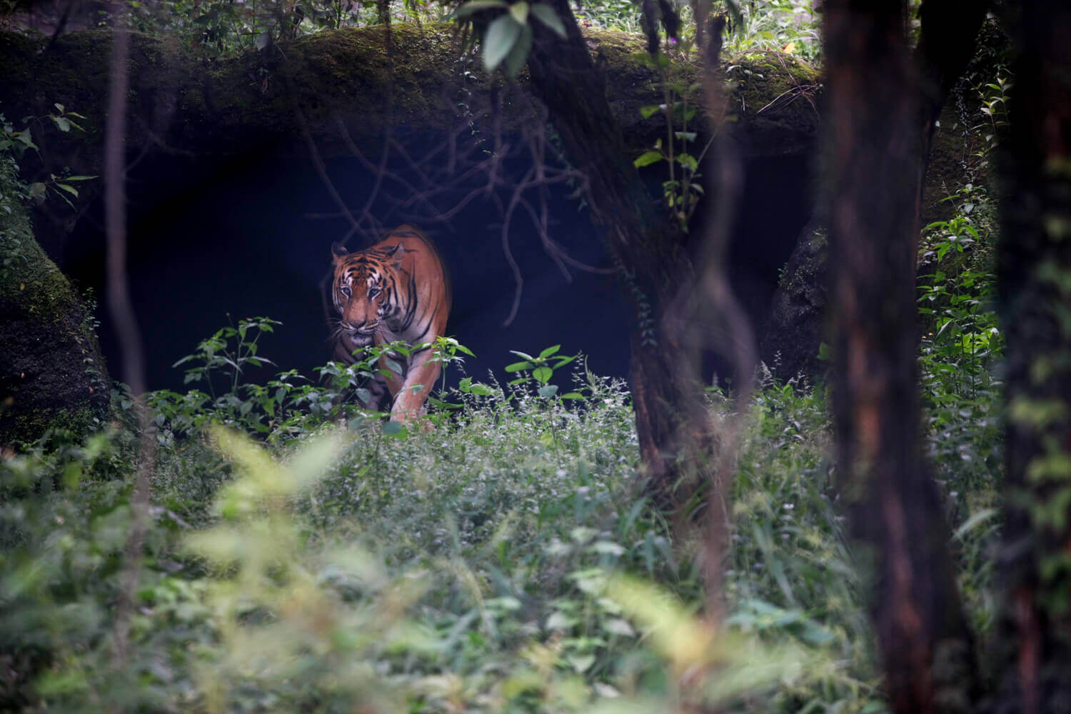 Wildlife film showcase in 2020