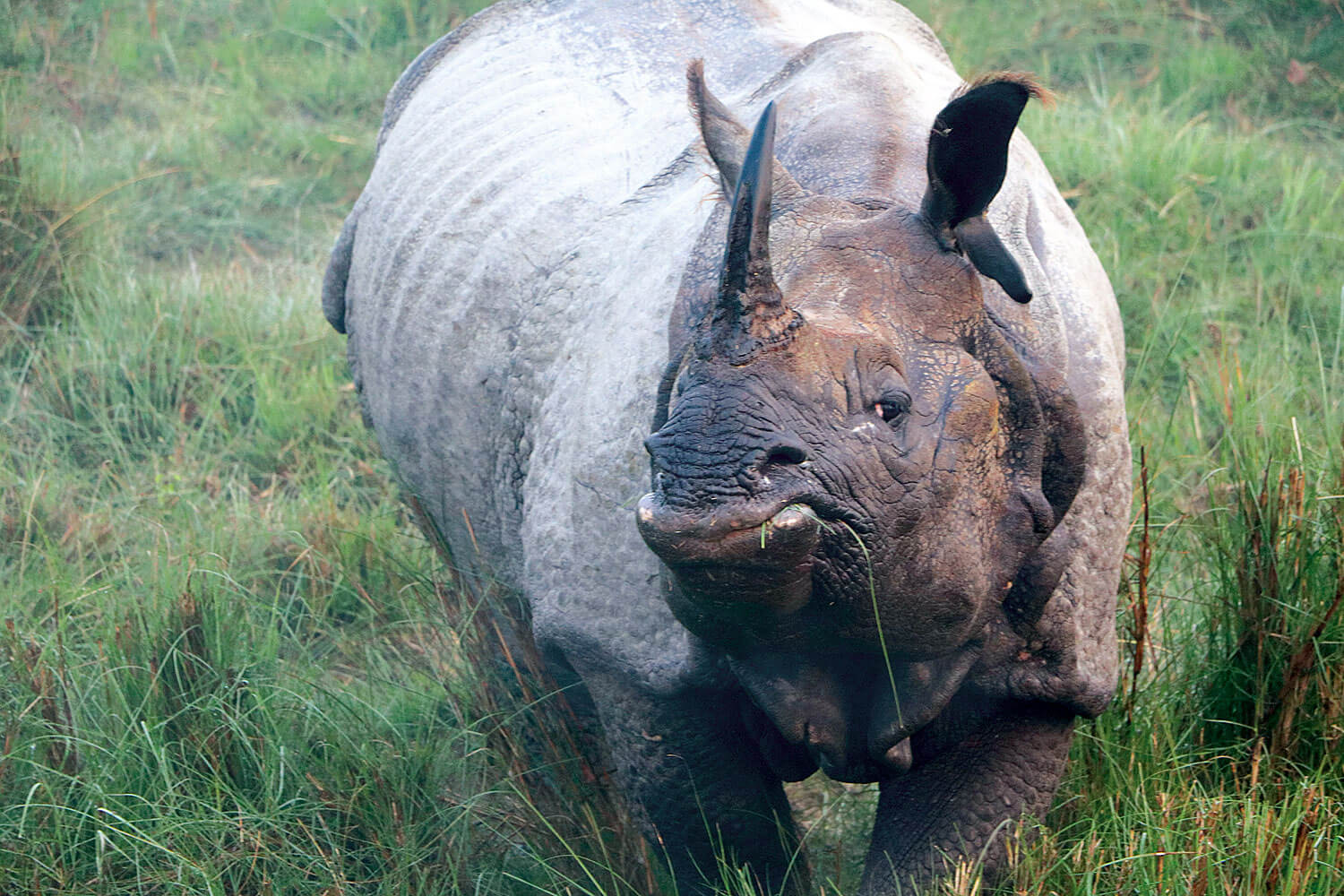 How many rhinos is enough rhinos?