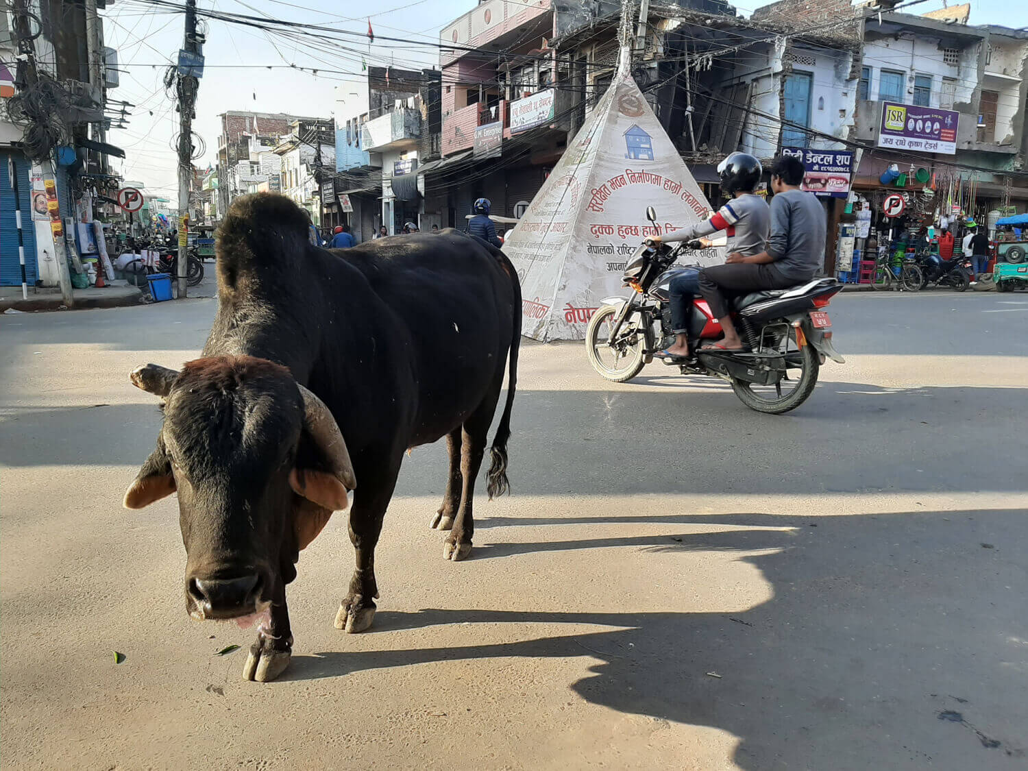 Nepal's Tarai is over-run by cattle