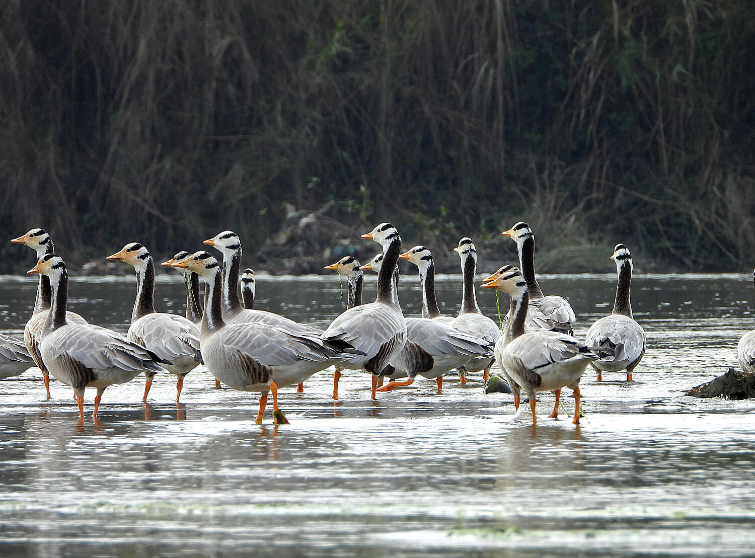 The Great Trans-Himalayan Bird Migration