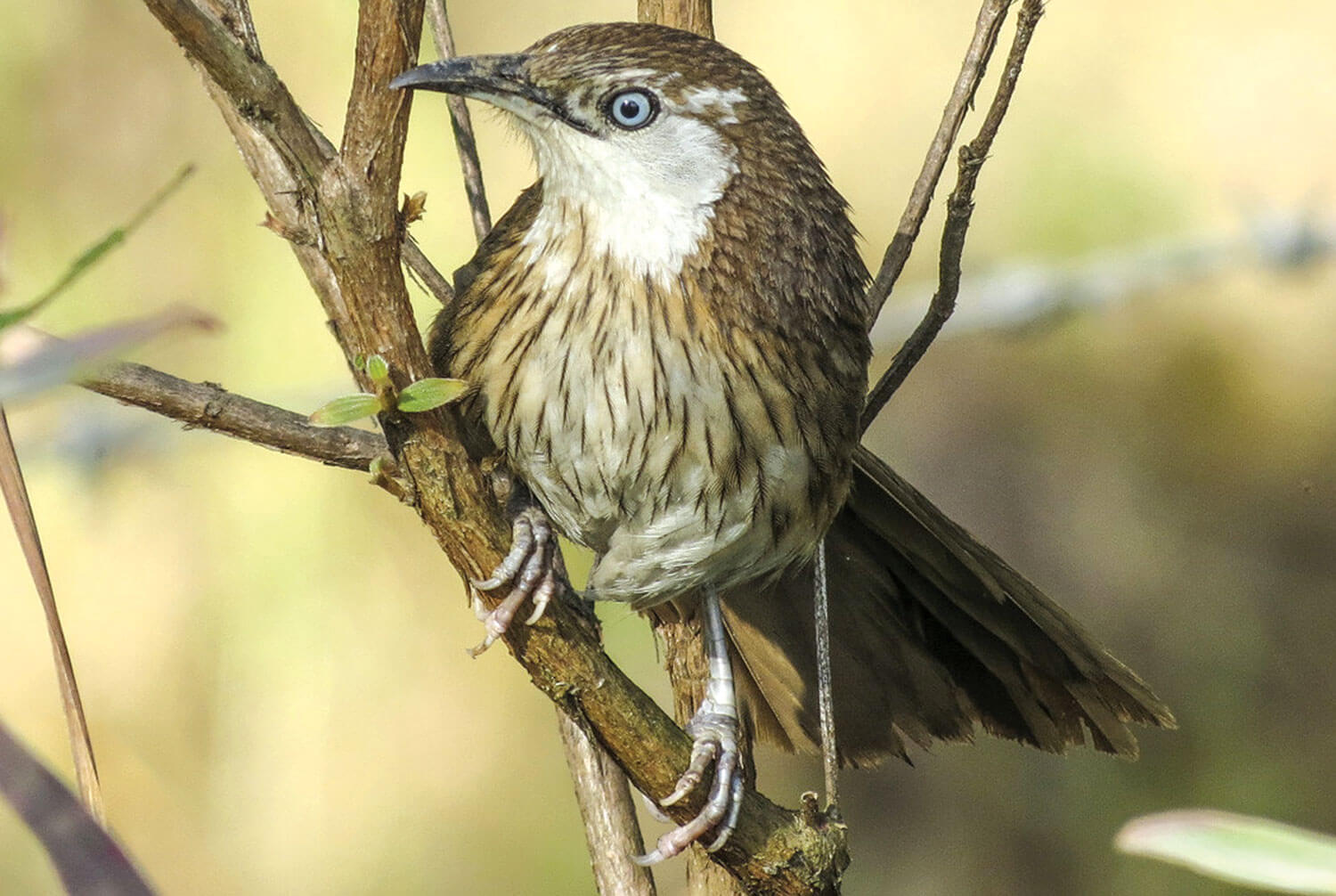 Spiny babbler tourism