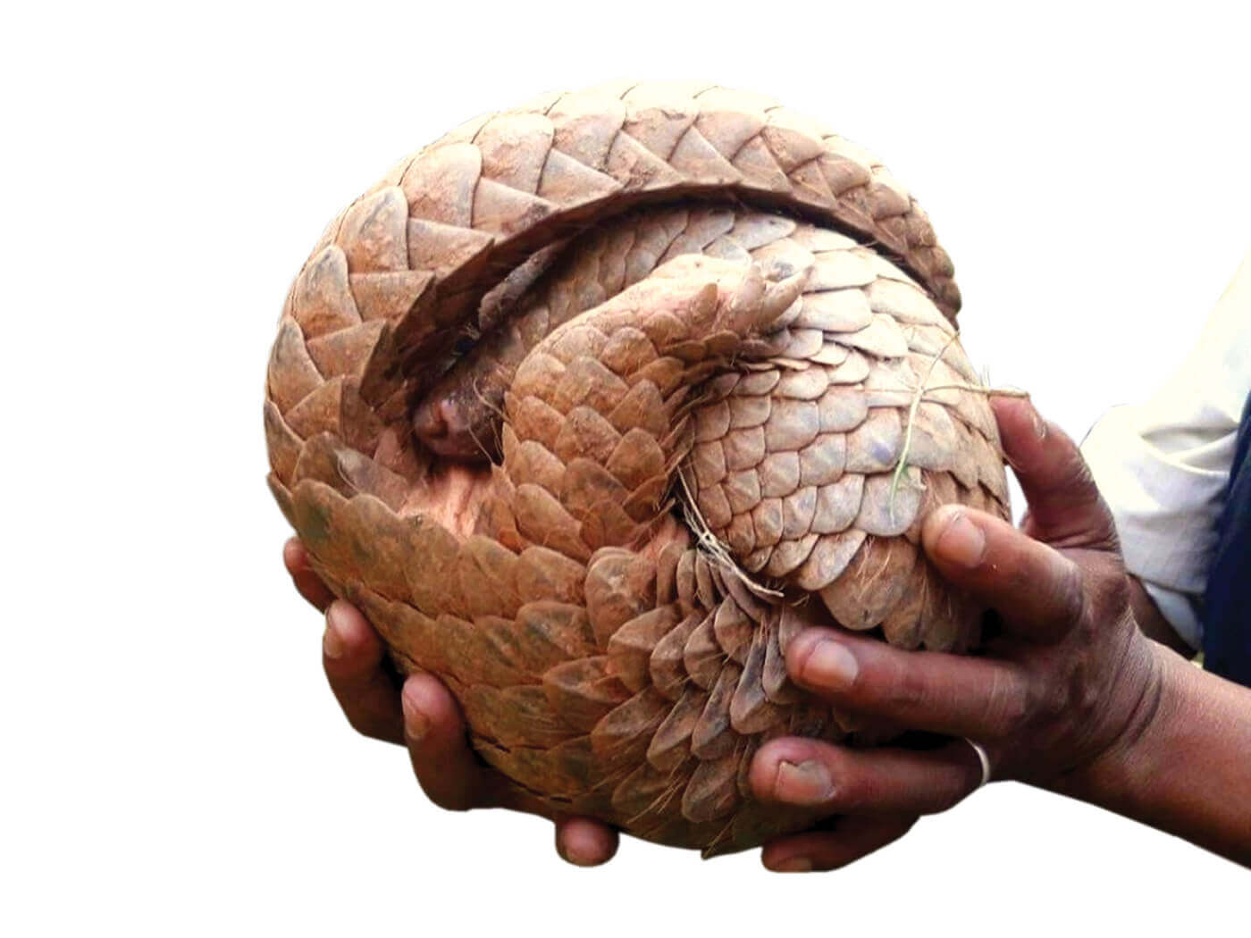 Coronavirus outbreak may curb wildlife trafficking