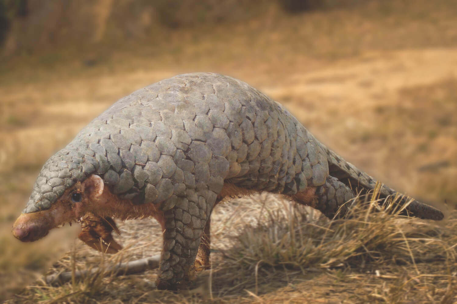 The day of pangolins
